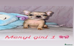 French Bulldog dogs for sale: Stunning French bulldogs 😍 - Image 1