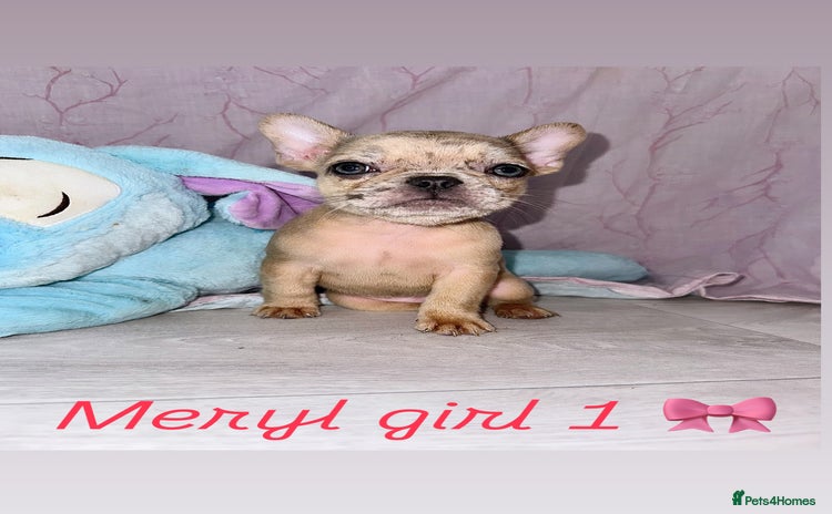 French Bulldog dogs - Advert 4