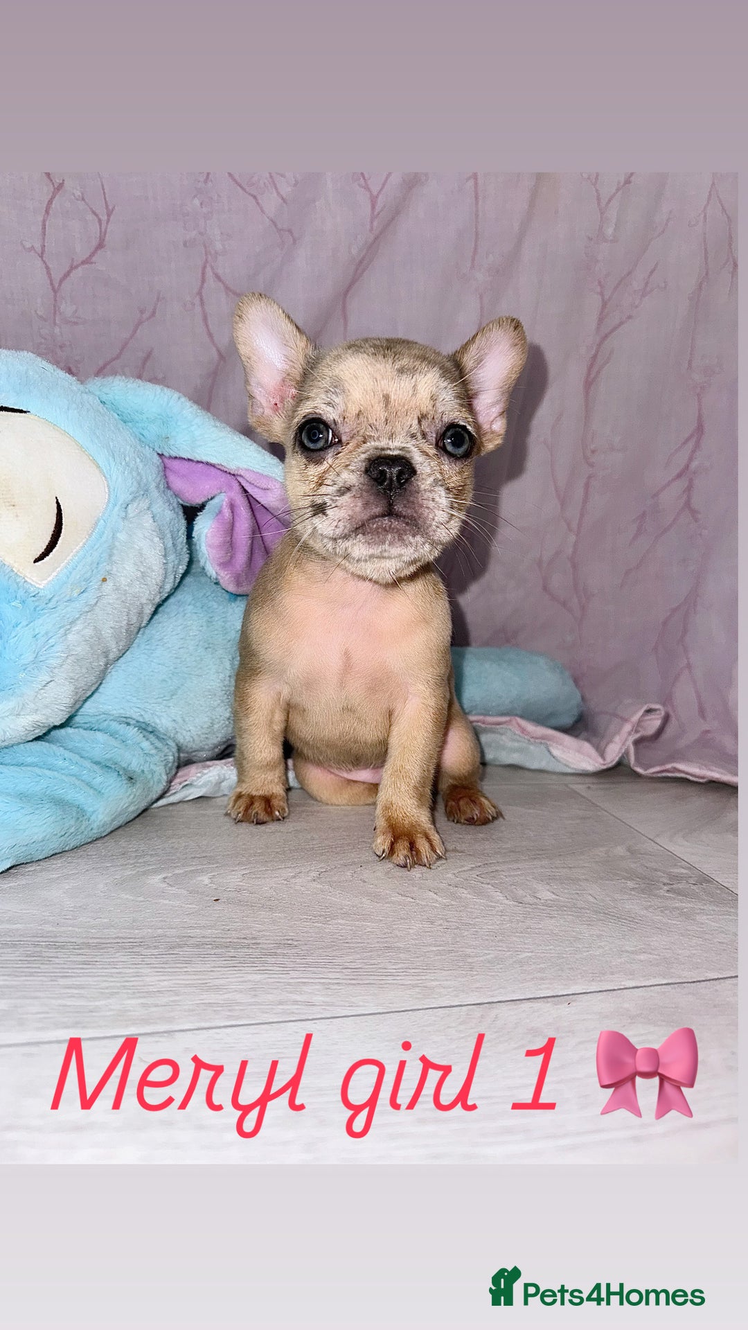 French Bulldog dogs for sale: Stunning French bulldogs 😍 - Image 1