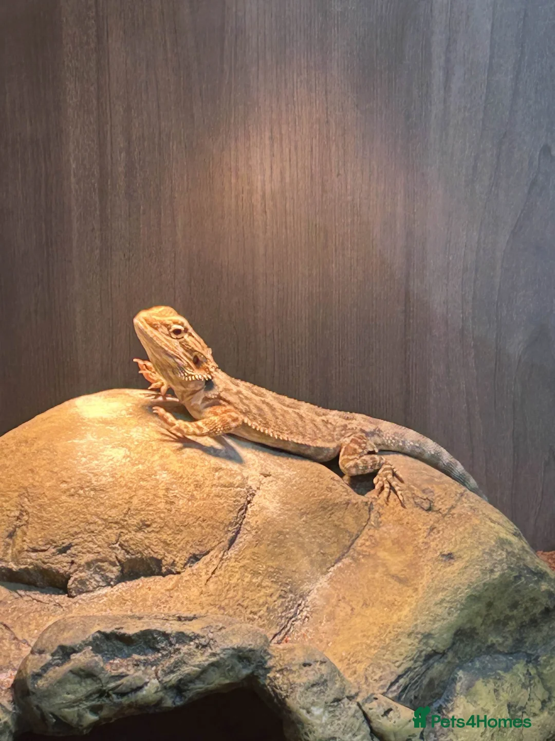 Bearded Dragon reptiles for sale: full set up with bearded dragon - Advert 3