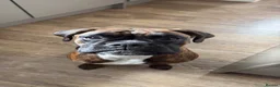 Boxer dogs for sale: KC Boxer Puppies  – 1 Week Old - Advert 9