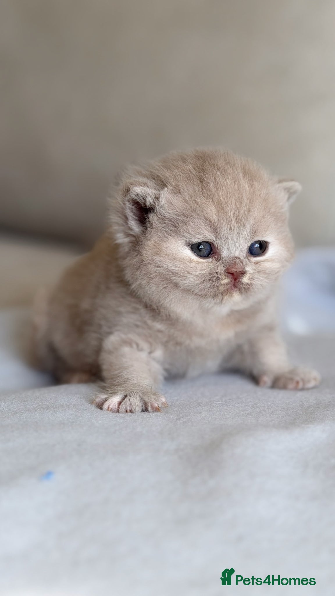 British Shorthair cats Beautiful kittens  - Advert 2