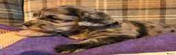 Mixed Breed dogs for sale: Stunning Doodle Puppies  - Advert 9
