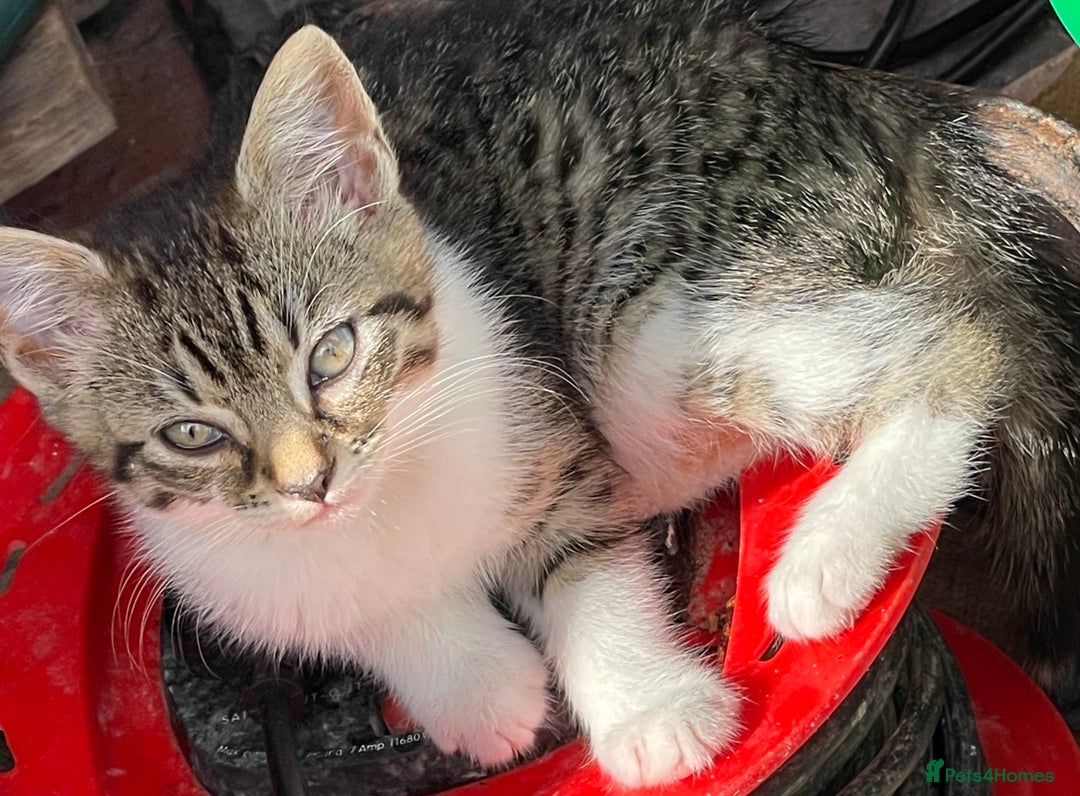 British Longhair cats for sale: 5 ADORABLE FLUFFY BRITISH LONG HAIR KITTENS - Image 14