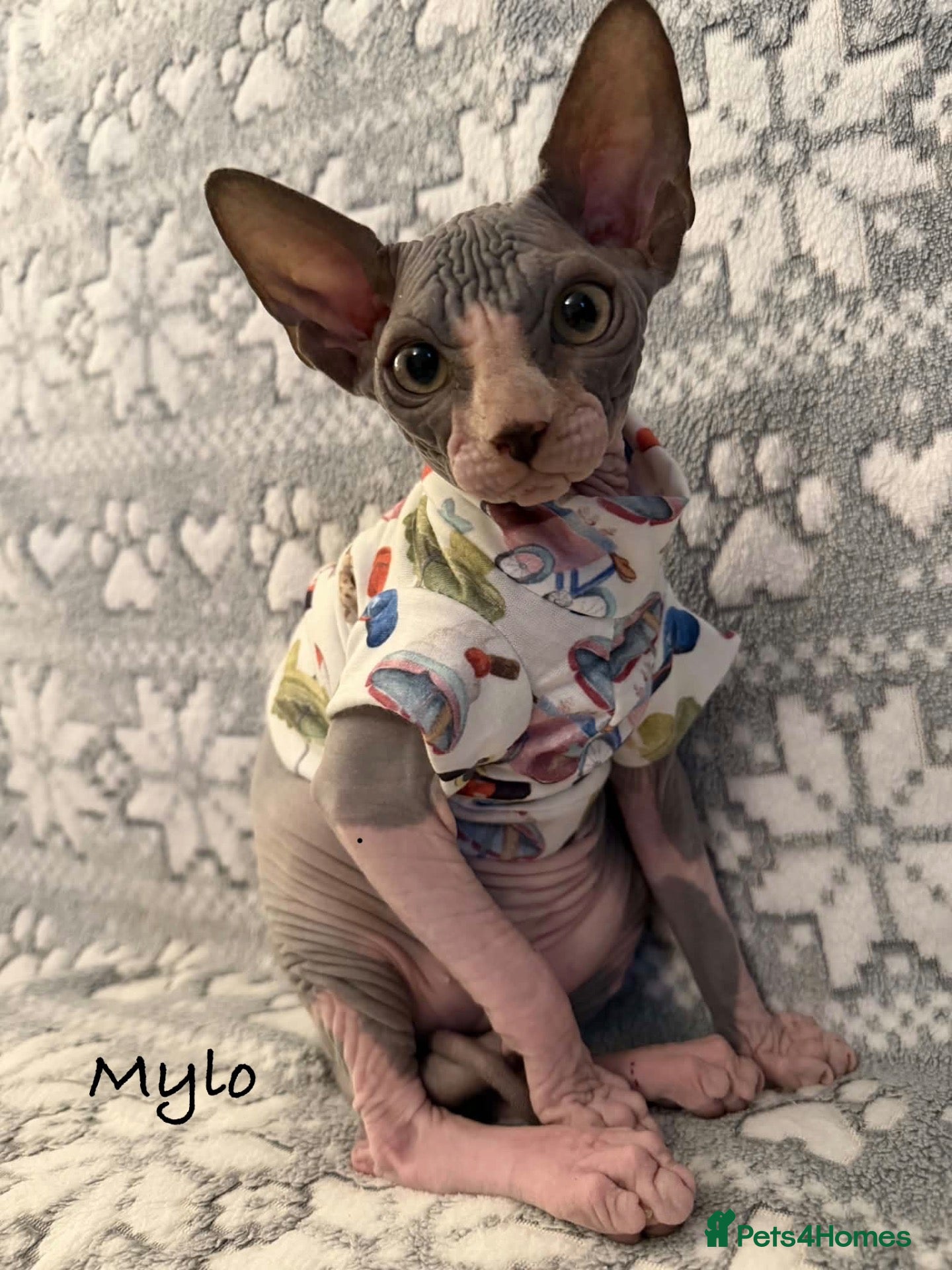 Sphynx cats 🐾TICA REGISTERED SPHYNX - £1000 O.N.O 🐾 - Advert 11