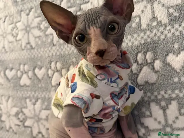Sphynx cats 🐾TICA REGISTERED SPHYNX - £1000 O.N.O 🐾 - Advert 11