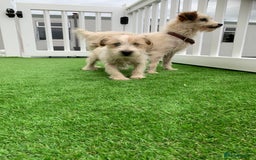 Jack Russell dogs for sale: Jack Russell Terrier  - Image 5