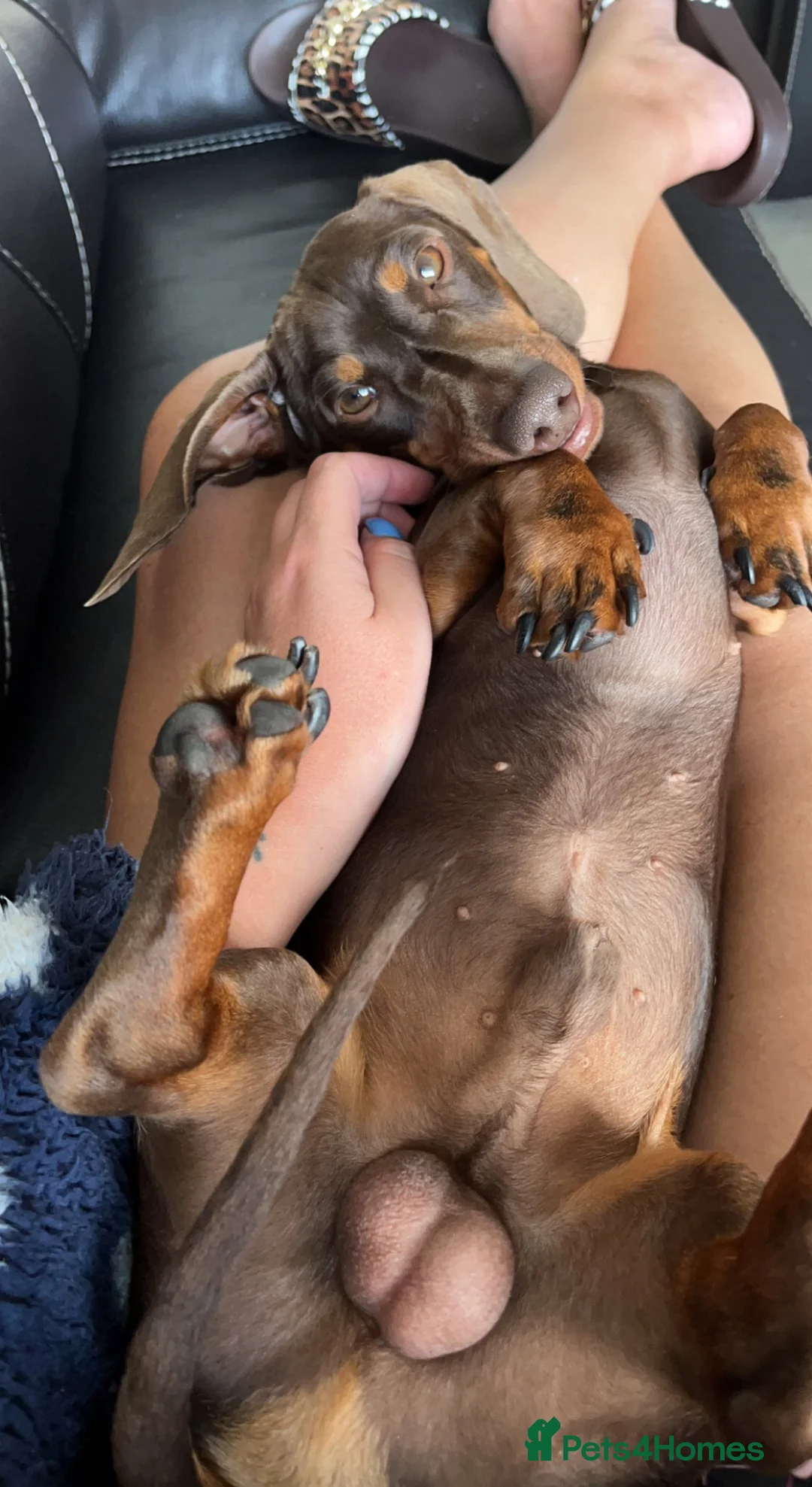 Miniature Dachshund dogs for stud: FOR STUD PROVEN KCreg Choc & tan mini Dachshund in Sunderland - Advert 4