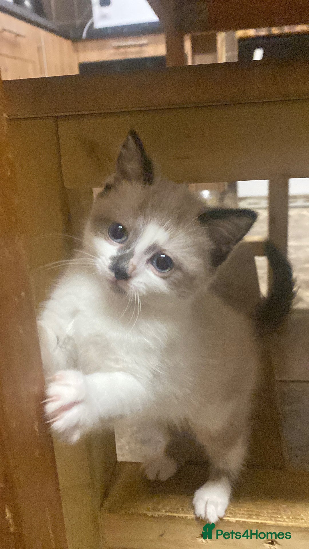 British Shorthair cats for sale: Beautiful kitten - Advert 8