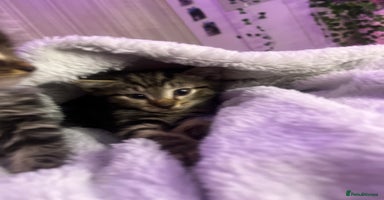 Mixed Breed cats - Advert 6