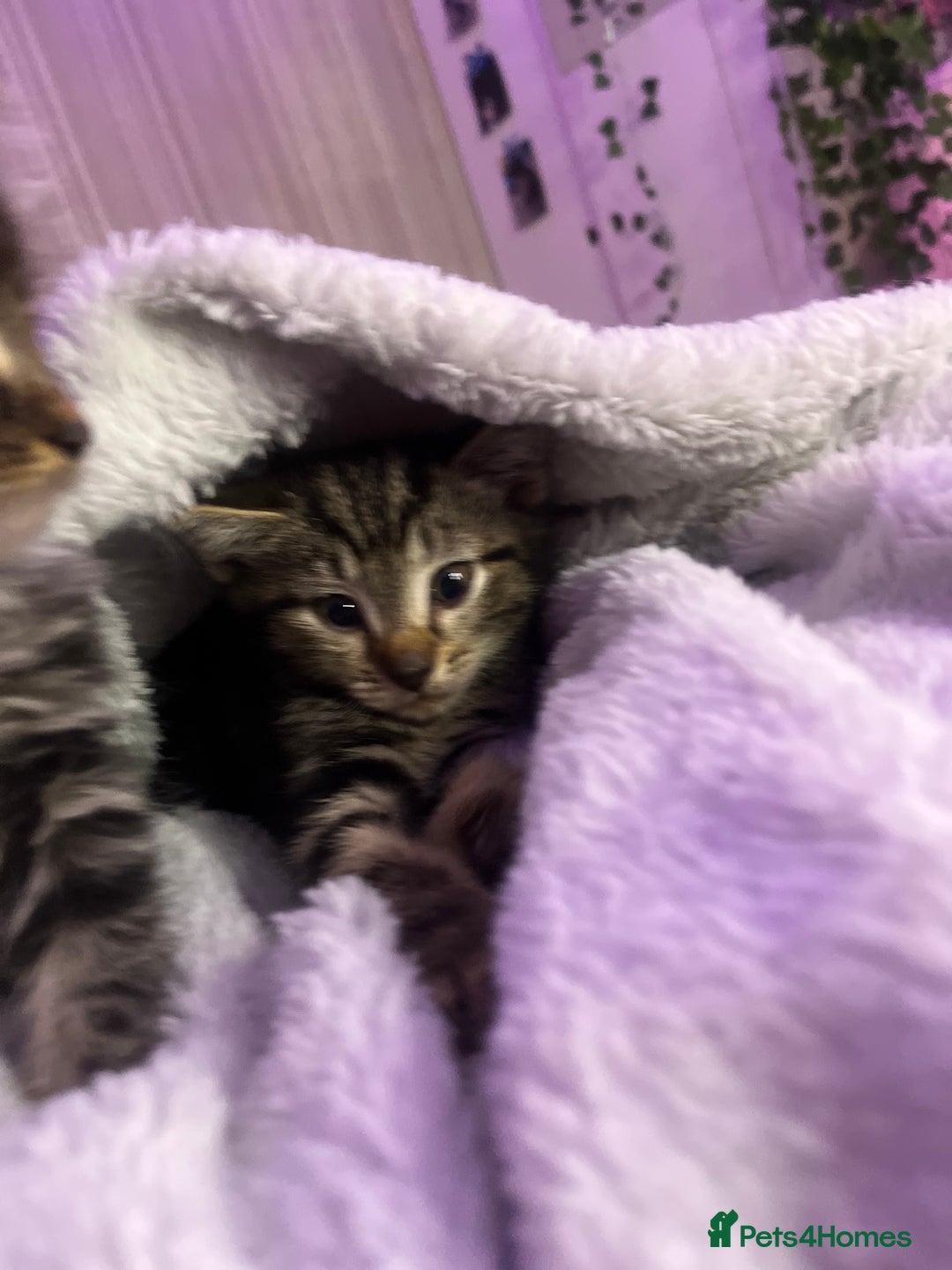 Mixed Breed cats for sale: Gorgeous Bengal Markings! READY NOW! - Image 3