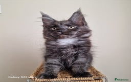 Maine Coon cats for sale: 🥰MC Kittens🥰 - Image 7