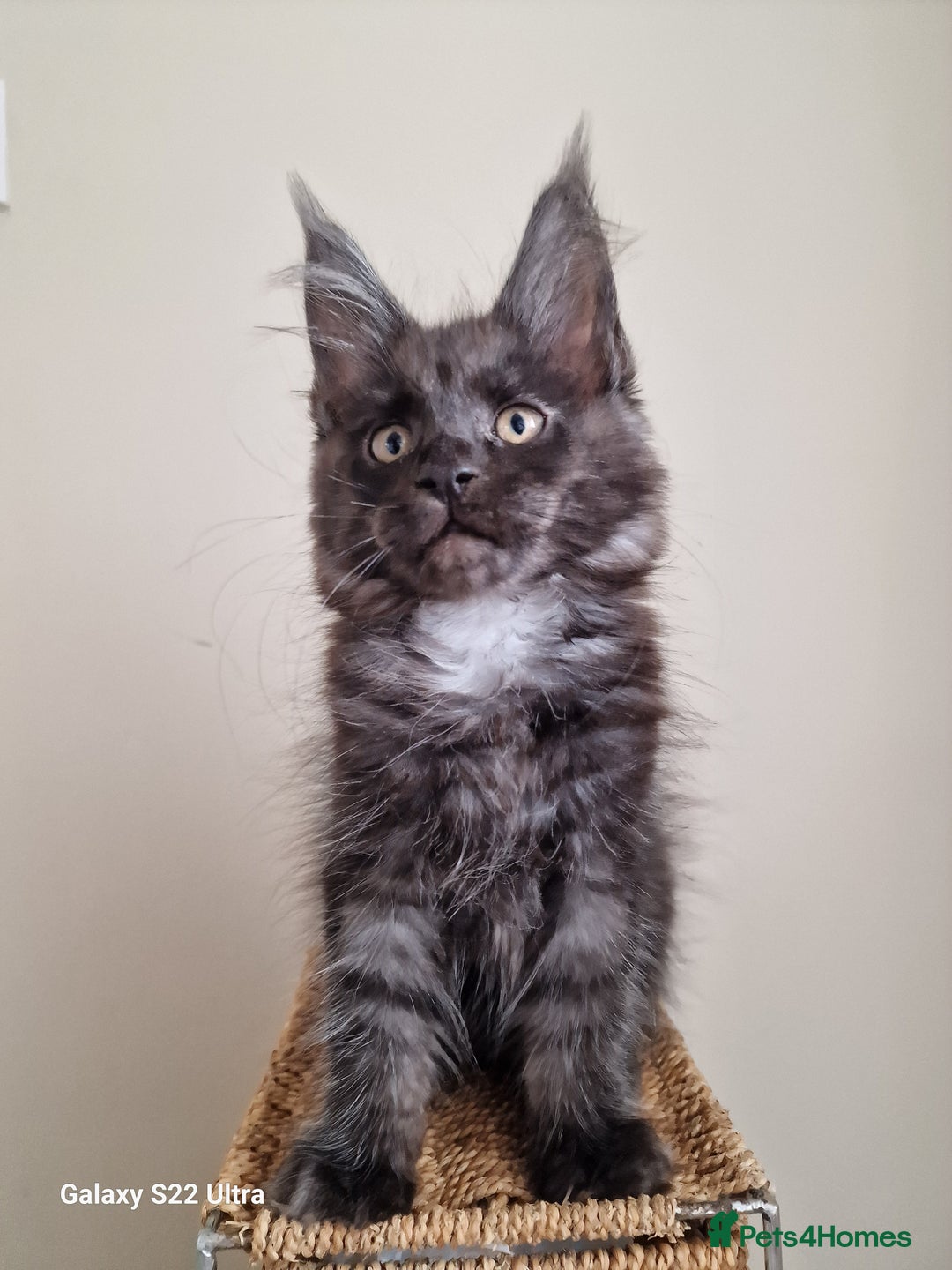 Maine Coon cats for sale: 🥰MC Kittens🥰 - Image 7