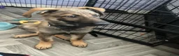 Mixed Breed dogs for sale: Coba (Husky X German shepherd) - Advert 6