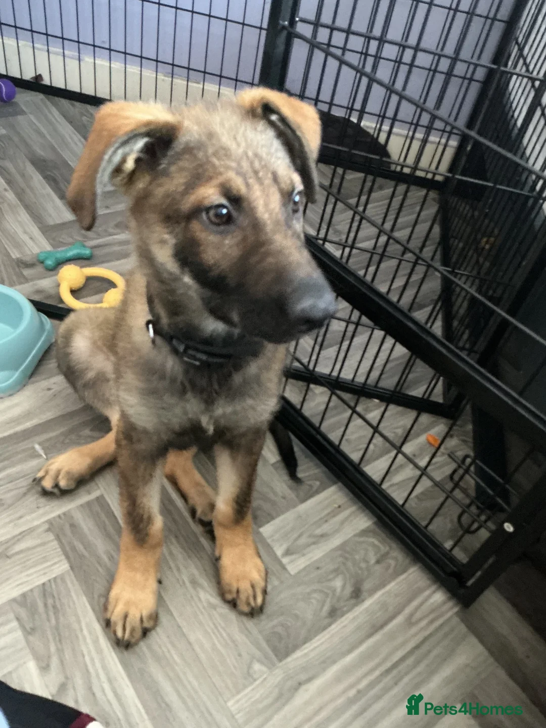 Mixed Breed dogs for sale: Coba (Husky X German shepherd) - Advert 6