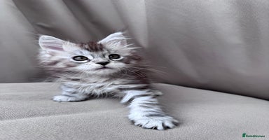 Maine Coon cats - Advert 2