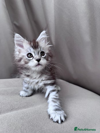 Maine Coon cats - Advert 11