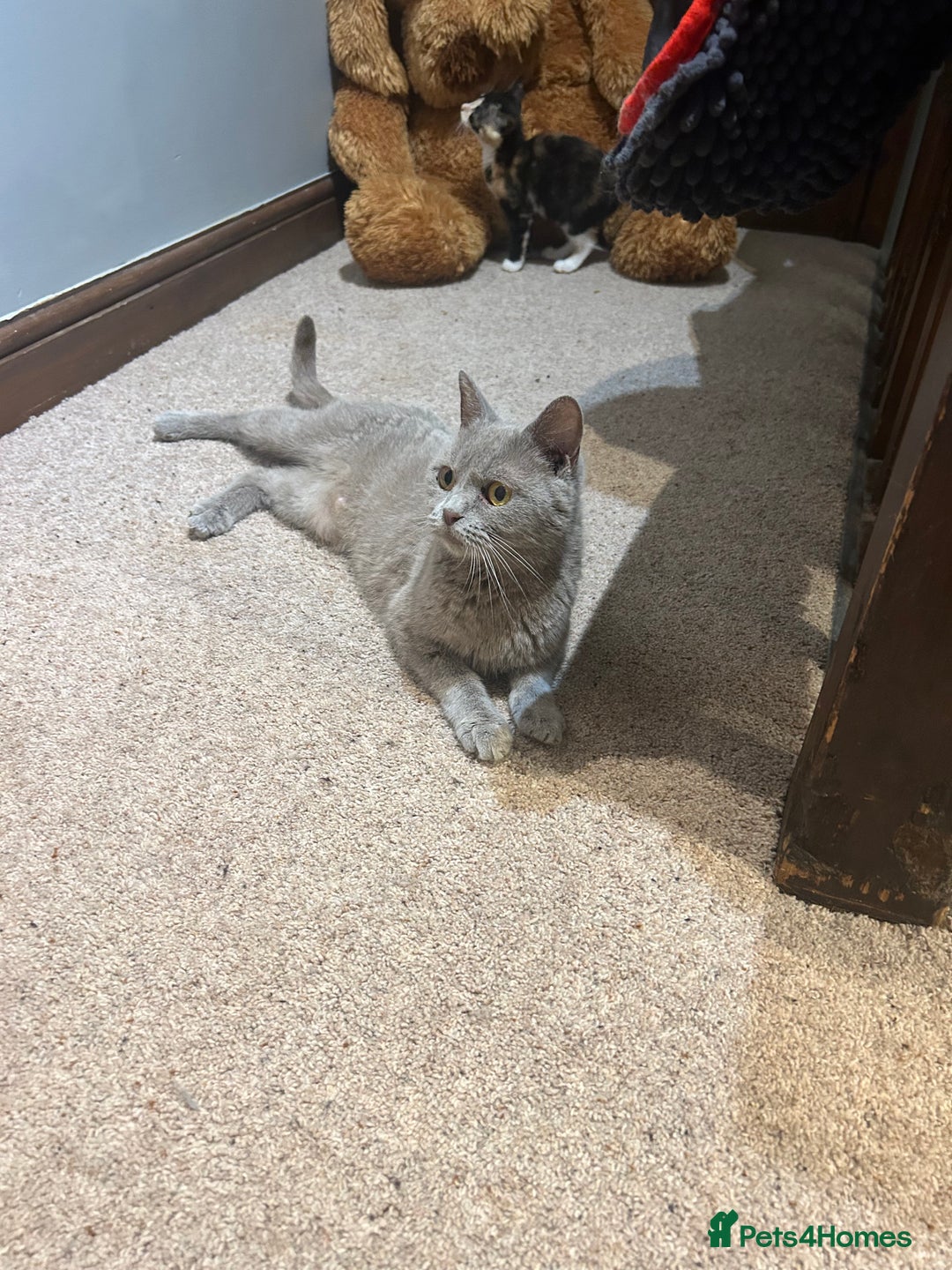 Mixed Breed cats for sale: Gorgeous litter of British shorthair kittens  - Image 1