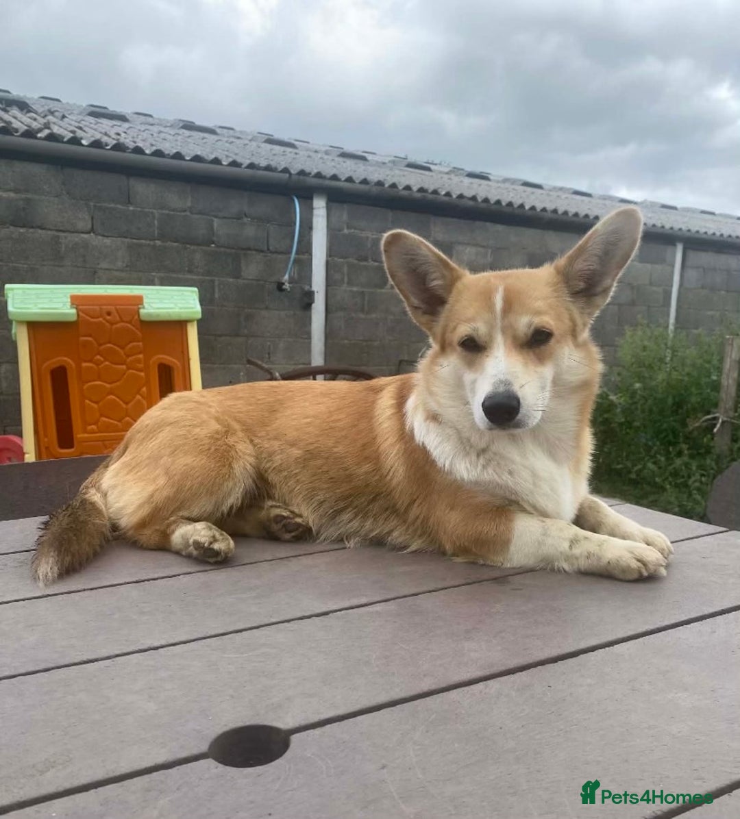 Welsh Corgi Pembroke dogs for sale: 5 KC Reg champ bloodlines & health tested parents - Advert 4