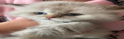 British Longhair cats for sale: British longhair  - Advert 8