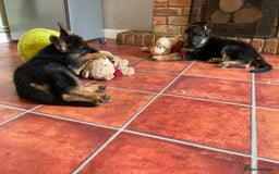 German Shepherd dogs for sale: 25 years experience  breeding German Shepherds - Image 35
