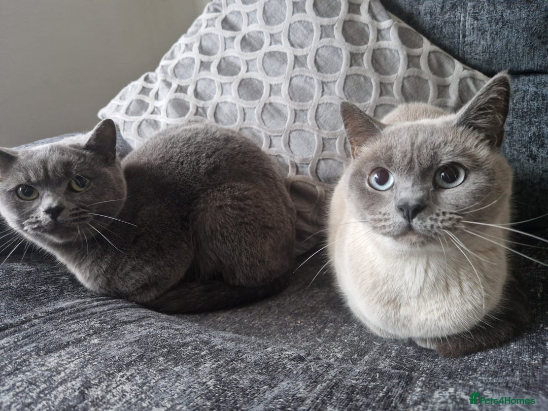 British Shorthair cats for sale: British Shorthair Cats for sale - Image 7