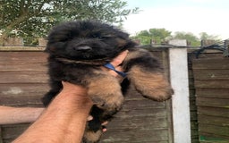 German Shepherd dogs for sale: Long Haired GSD Puppies. Only 1 boys LEFT!  - Image 12
