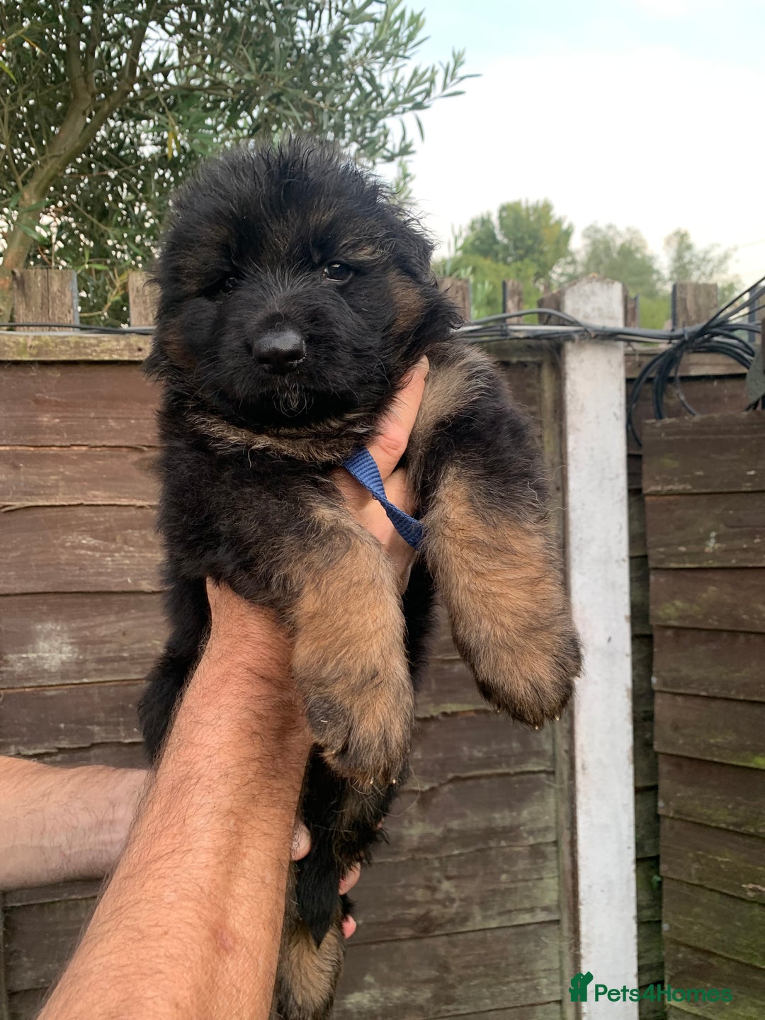 German Shepherd dogs for sale: Long Haired GSD Puppies. Only 1 boys LEFT!  - Image 12