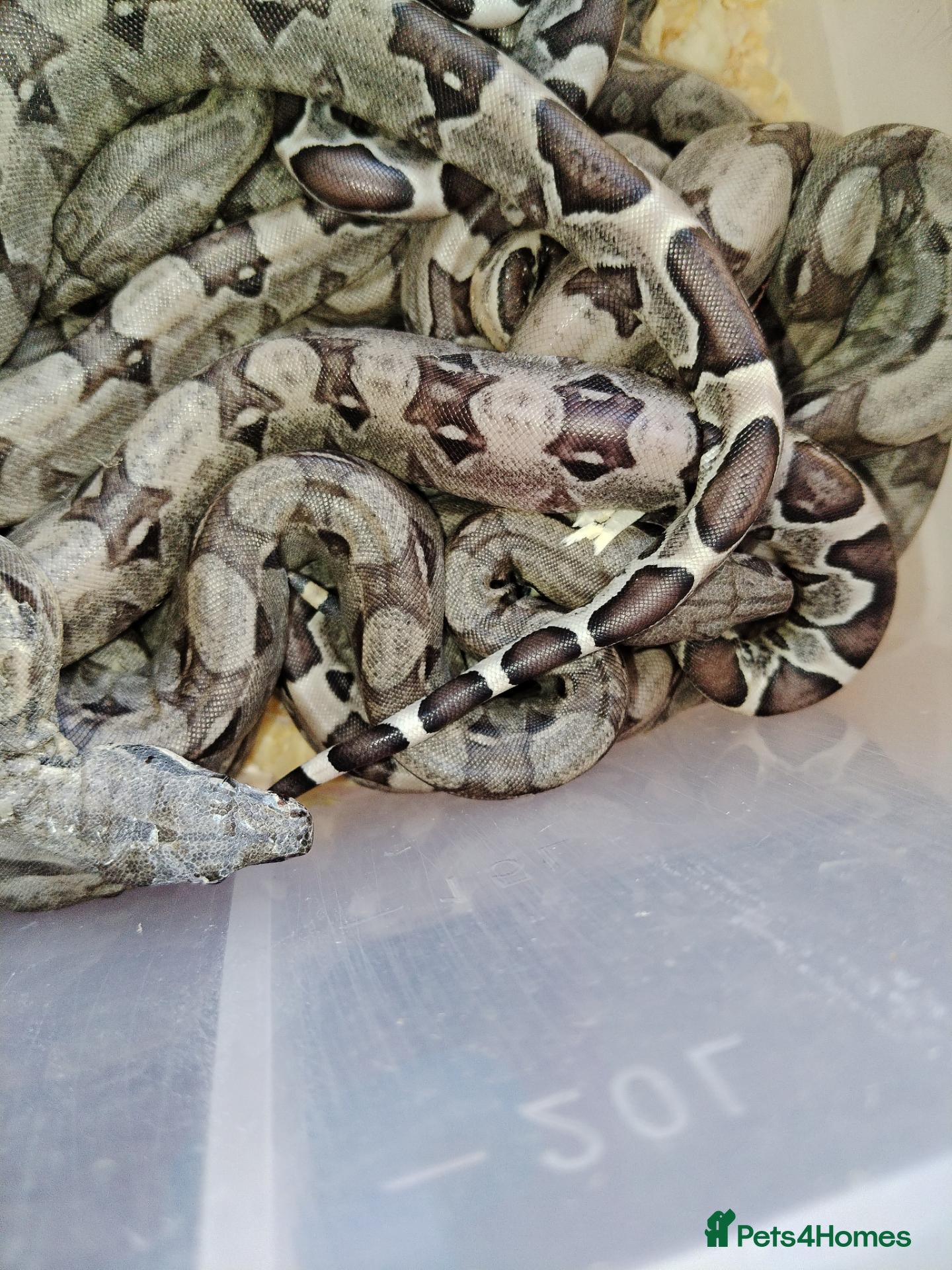 Boa Snake reptiles A knot of Boa babies  - Advert 5
