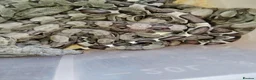 Boa Snake reptiles for sale: A knot of Boa babies  - Advert 1