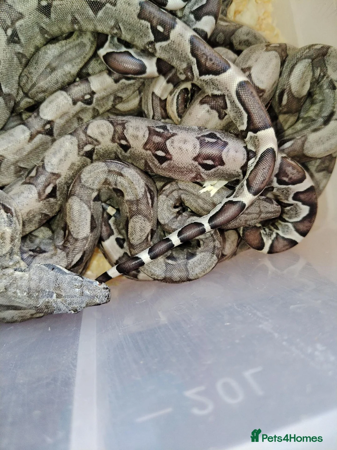 Boa Snake reptiles for sale: A knot of Boa babies  - Advert 1