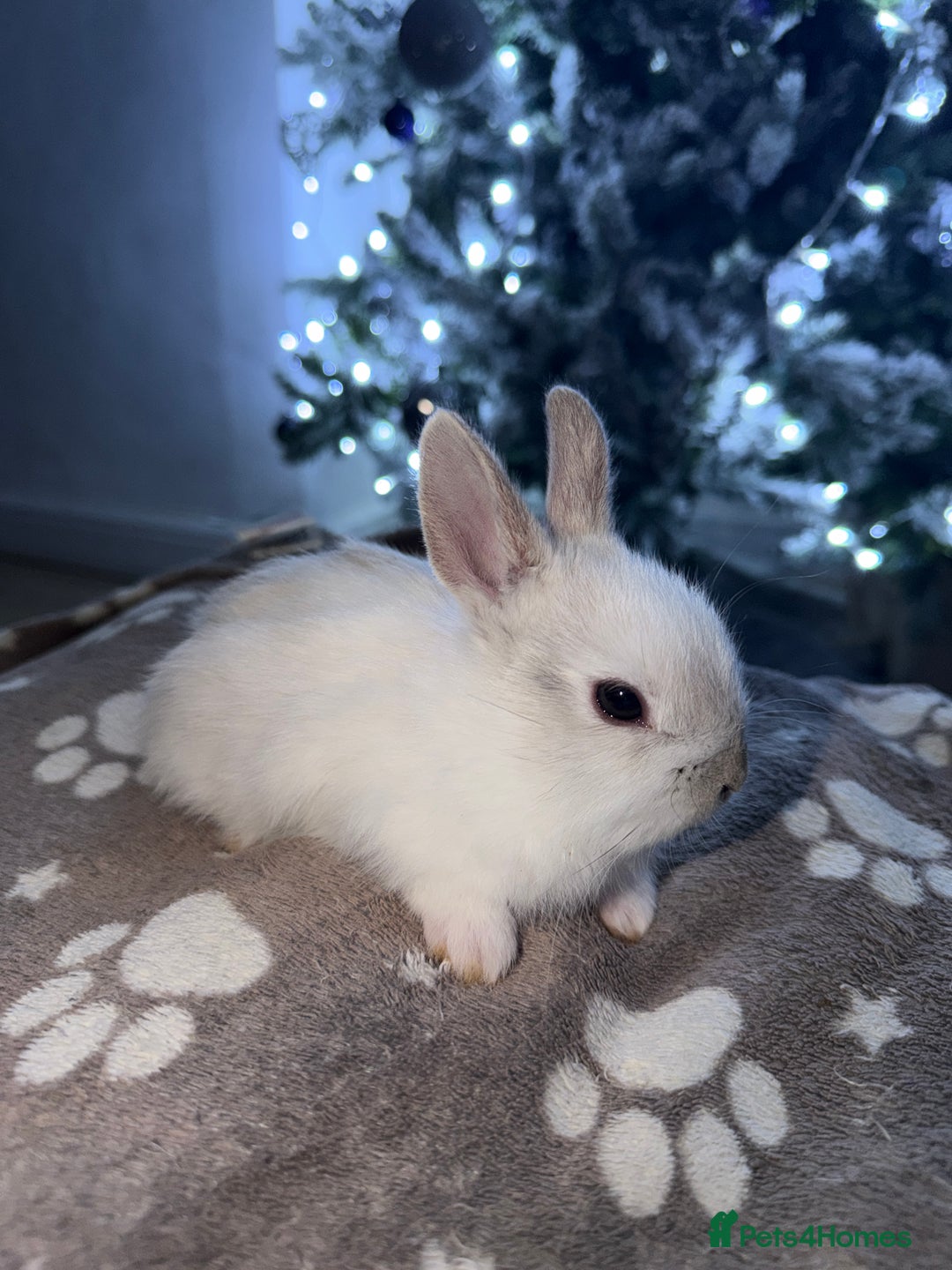 Netherland Dwarf rabbits for sale: 7 netherland dwarf baby bunnies  - Advert 10
