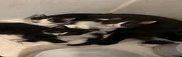 Mixed Breed cats for sale: beautiful tuxedo kittens for sale 🩶 - Advert 5