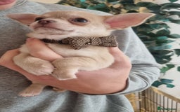 Chihuahua dogs for sale: Gorgeous Smooth coat KC registered chihuahuas - Image 15