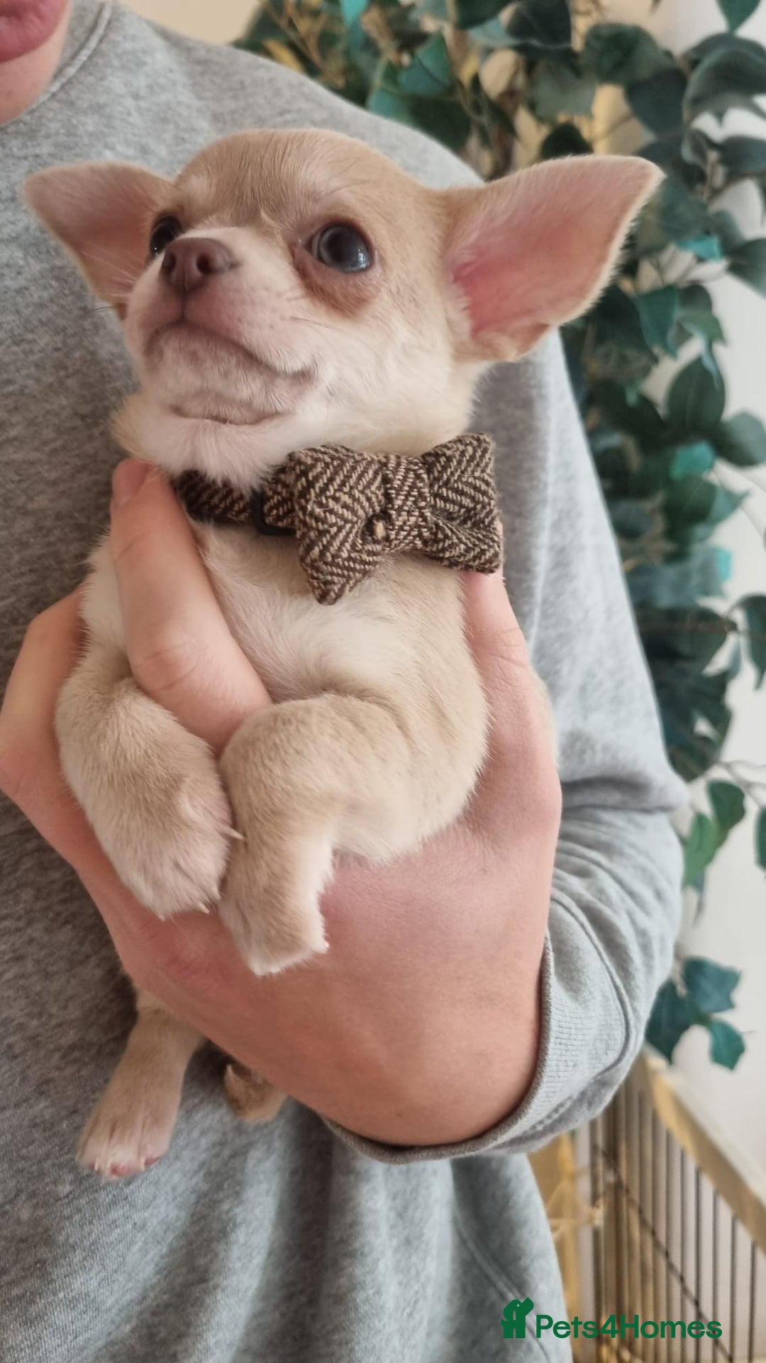 Chihuahua dogs for sale: Gorgeous Smooth coat KC registered chihuahuas - Image 15