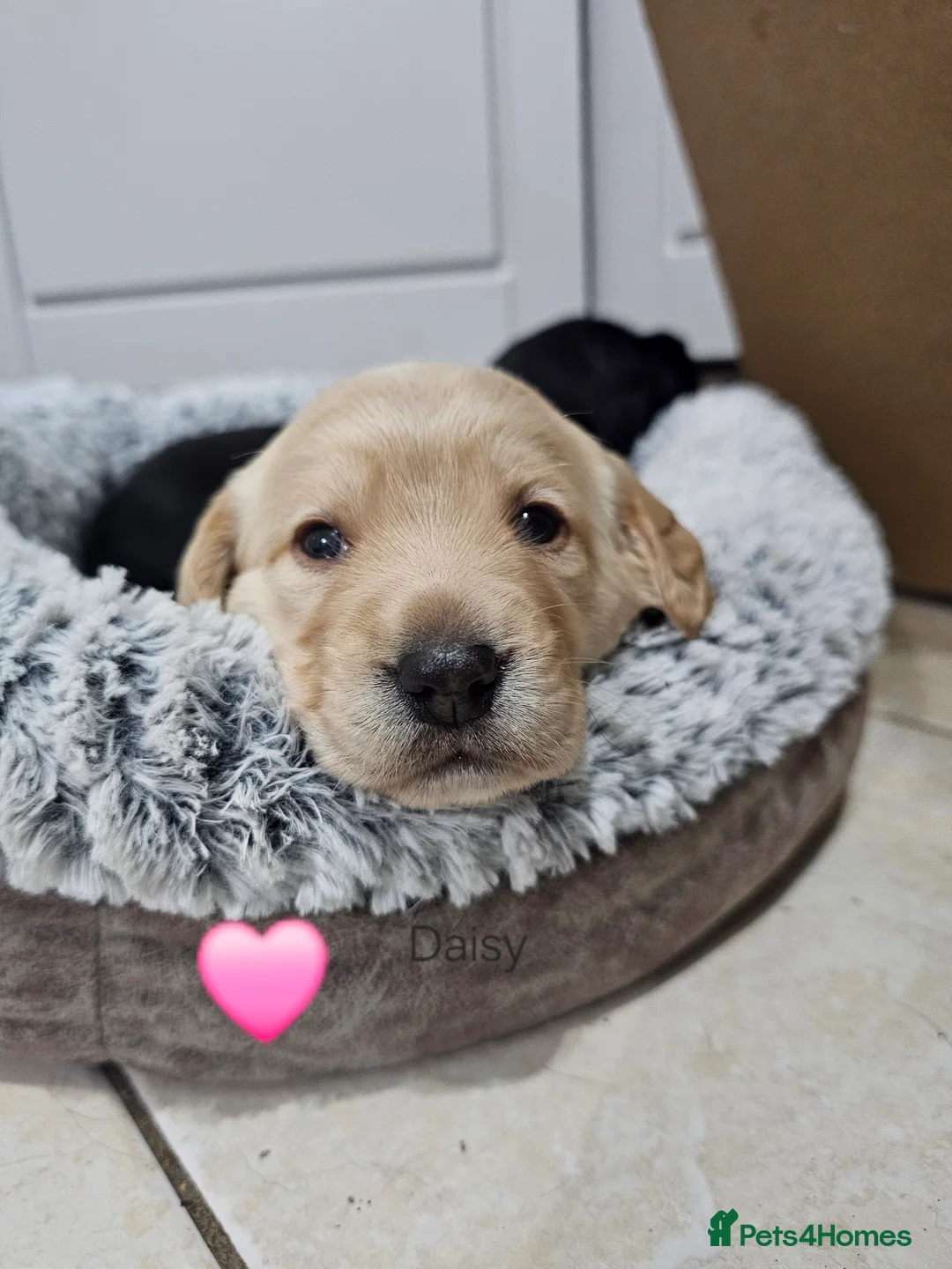 Cockerdor dogs for sale: The most loving Cockerdor/Spanador - Advert 16