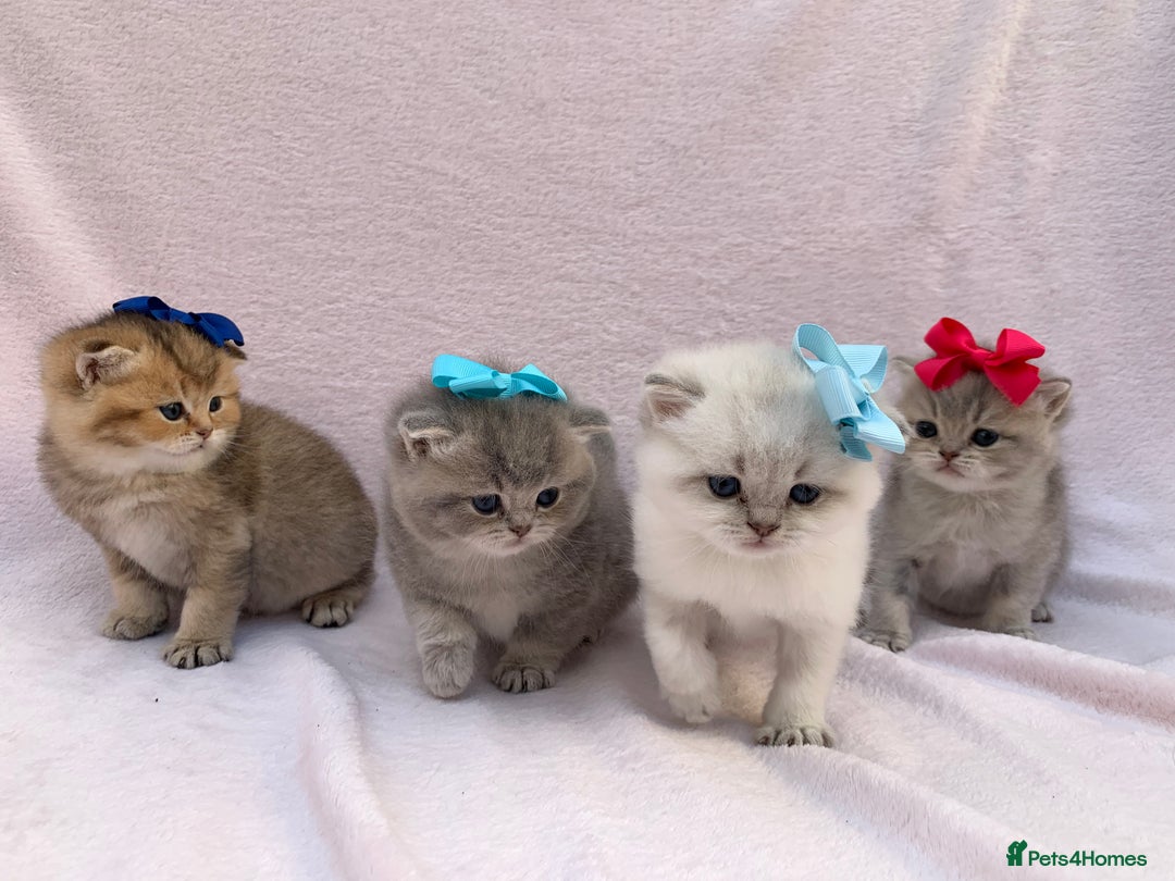 British Shorthair cats for sale: 💕Pedigree GCCF blue golden British shorthair - Image 6