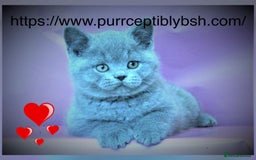British Shorthair cats for sale: Chunky GCCF Reg  Blue British Shorthair Kittens  - Image 3