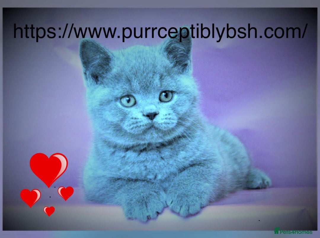 British Shorthair cats for sale: Chunky GCCF Reg  Blue British Shorthair Kittens  - Image 3