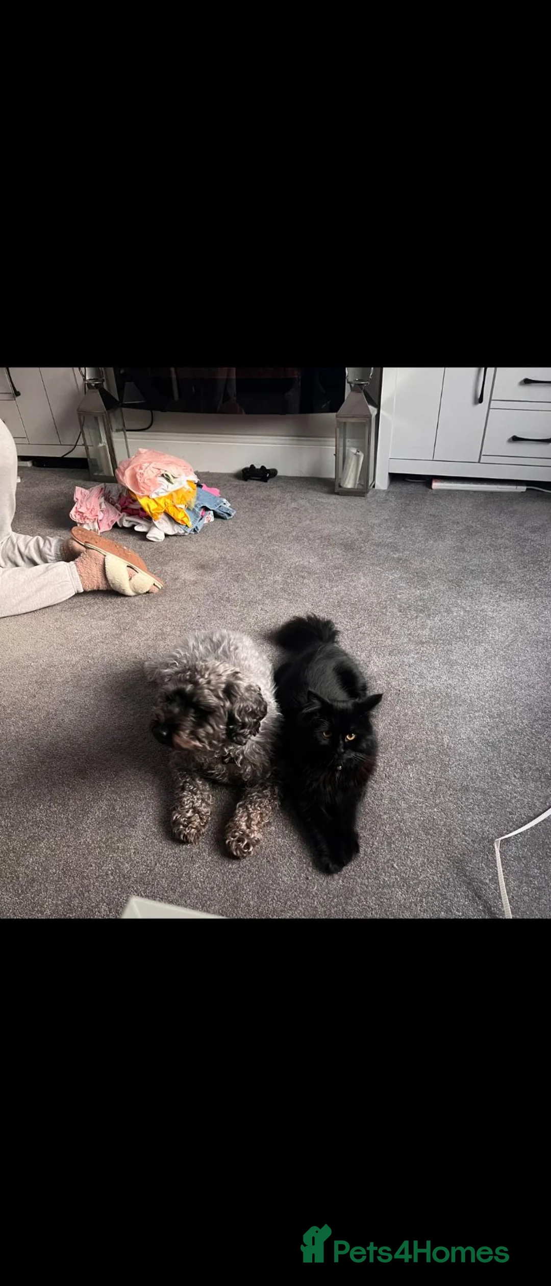 Mixed Breed cats for sale: Friendly Male main coon cross  in Dartford - Advert 2