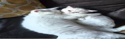 Mixed Breed cats for sale: Two BSH x Persian  in Wakefield - Advert 1
