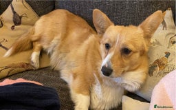 Mixed Breed dogs for sale: Corrier (Corgi X Border Terrier)  - Image 14