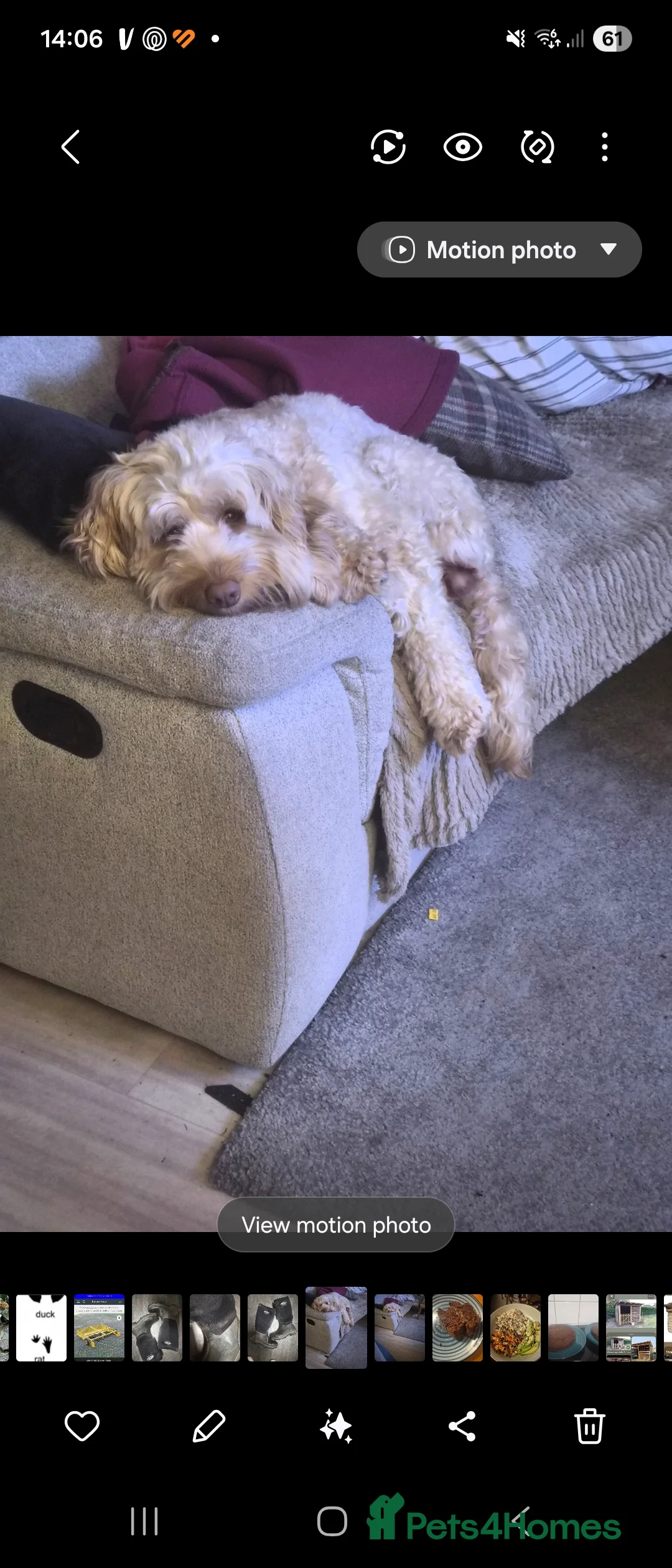 Cockapoo dogs for sale: Cockapoo (Peggy)  - Advert 3