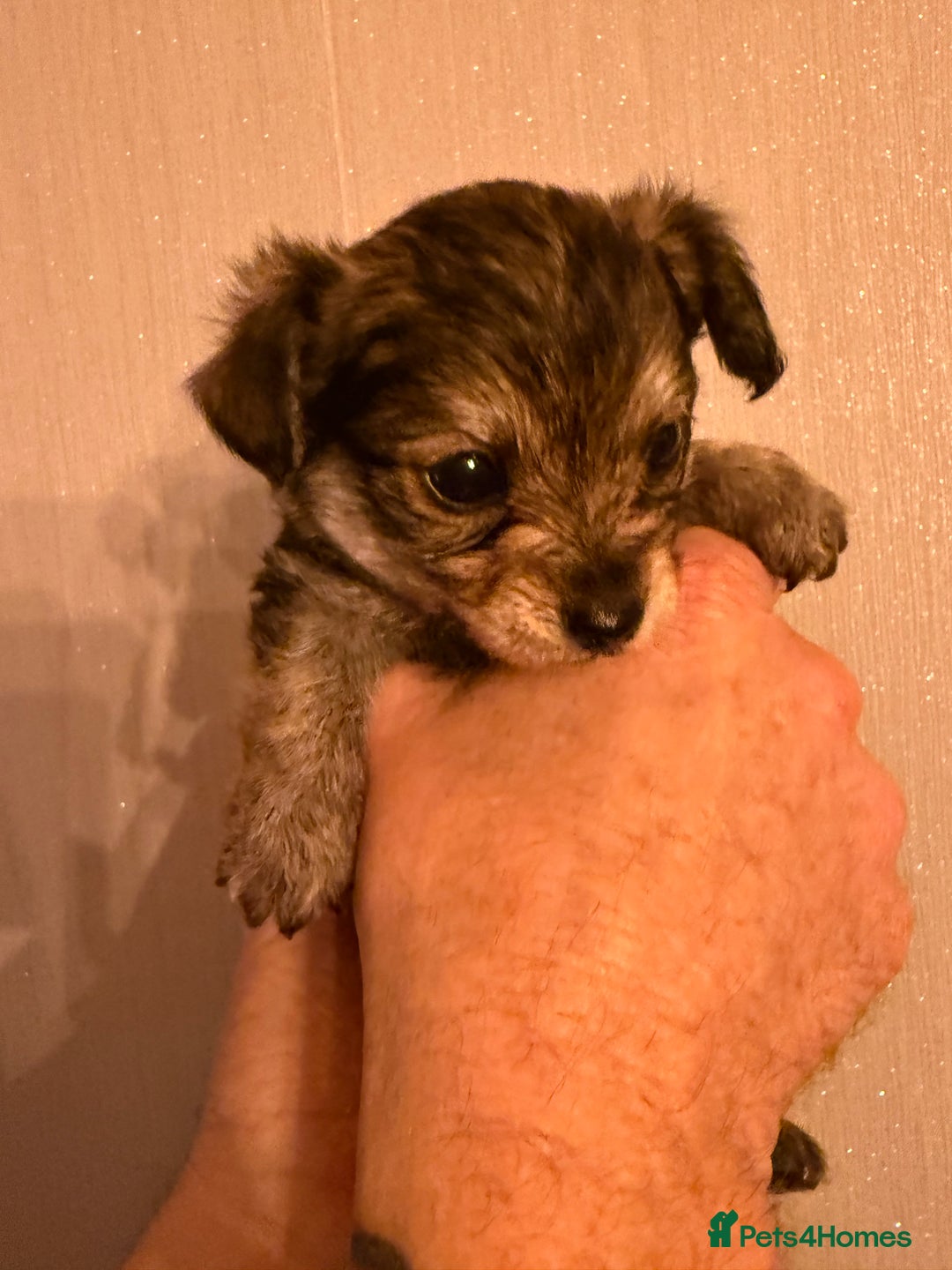 Yorkiepoo dogs for sale: Yorkipoos READY  **  EVE - Advert 1
