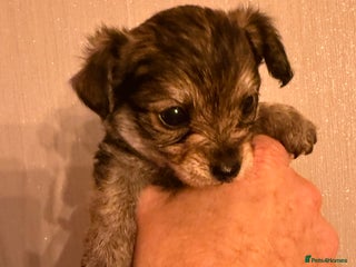 Yorkiepoo dogs Yorkipoos READY ** EVE - Advert 15