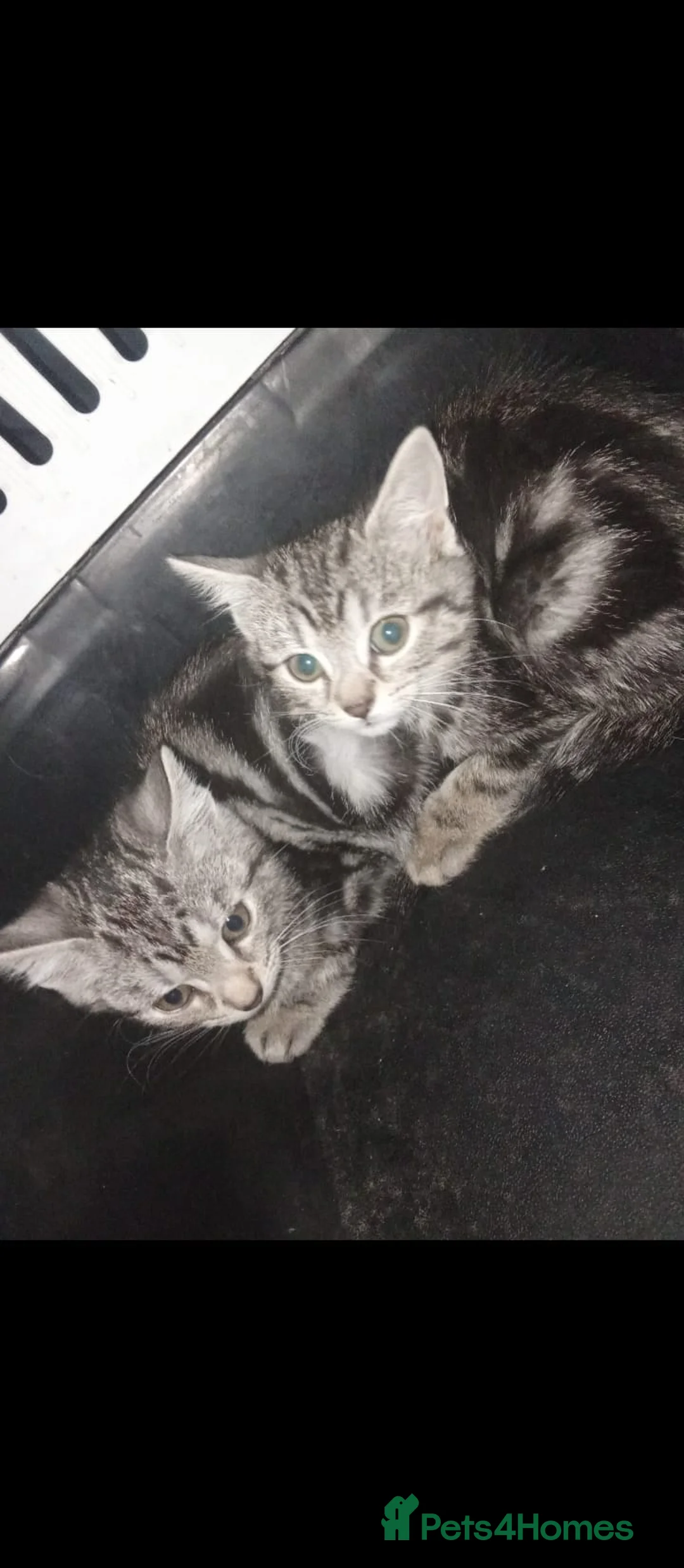 Mixed Breed cats for sale: Kittens for sale  - Advert 2