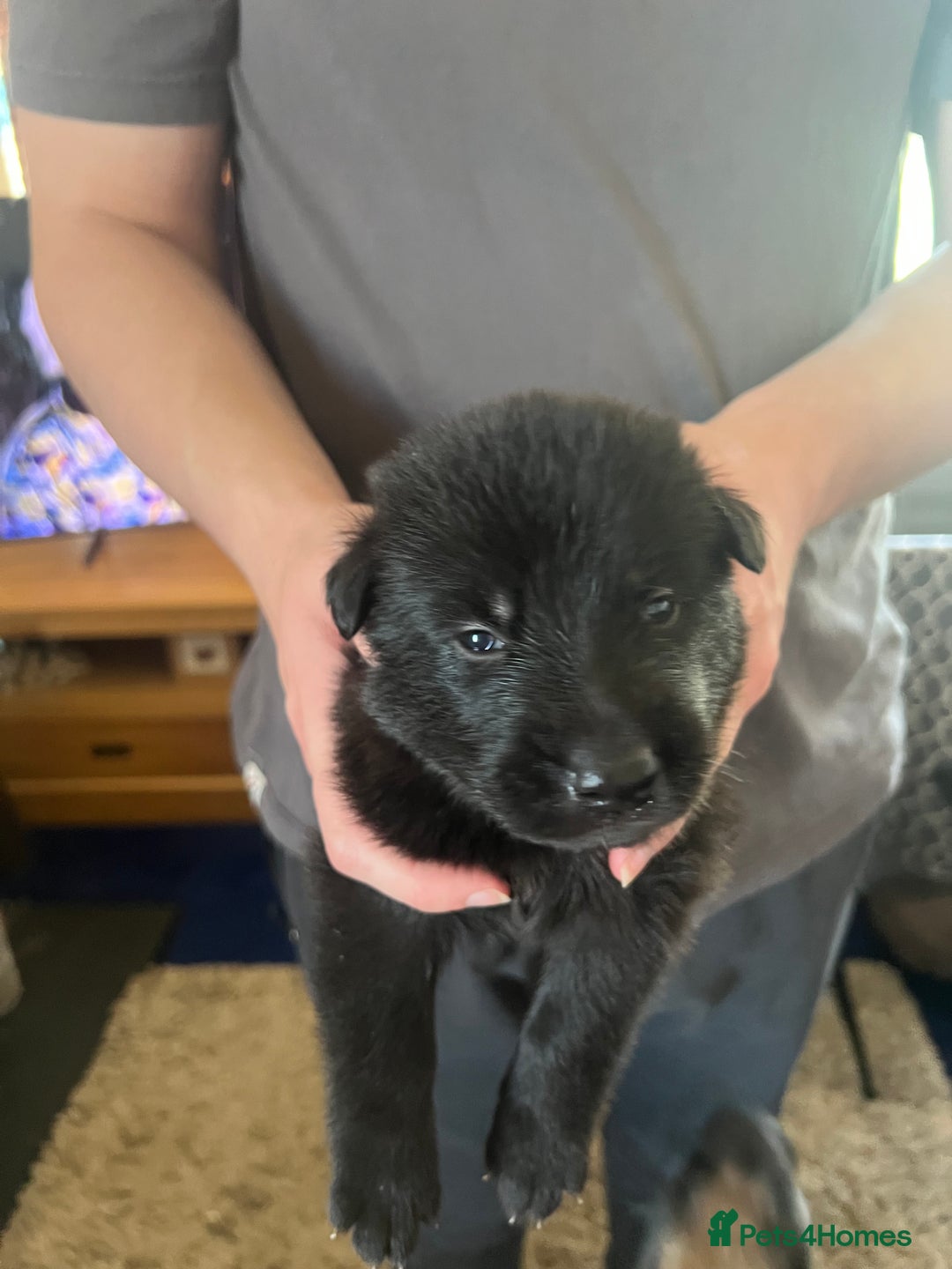 German Shepherd dogs for sale: Stunning Black K C registered German Shepherds  - Image 3