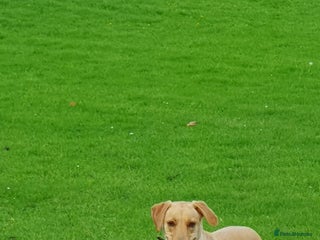 Goldador dogs - Advert 1