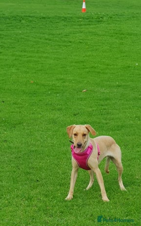 Goldador dogs - Advert 1