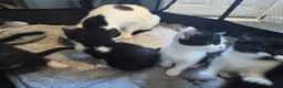 Mixed Breed cats for sale: Gorgeous mixed Breed kittens  - Advert 12